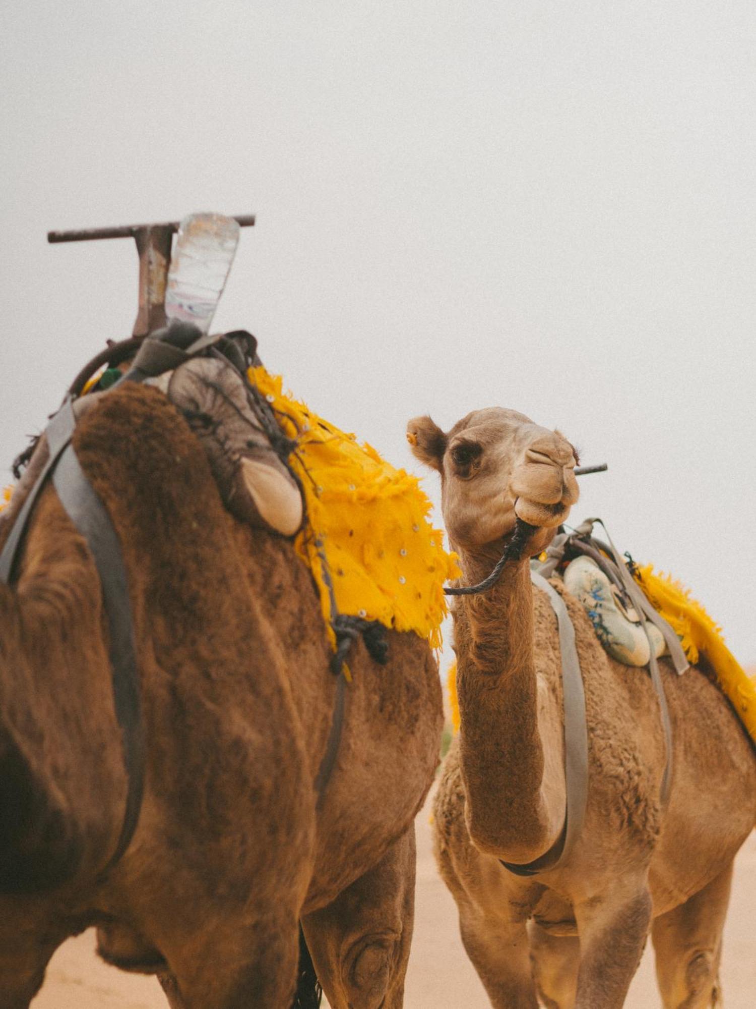 Kam Kam Dunes Merzouga Extérieur photo